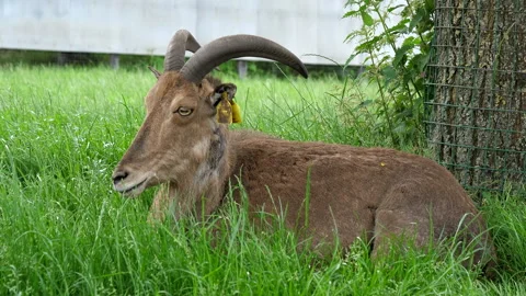 Aoudad or Barbary sheep resting in the meadow Vídeos de archivo 161762002