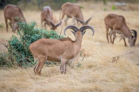 Aoudad Ram Behind Stock Photos