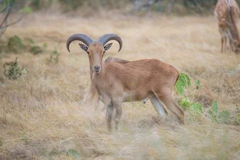 Aoudad Ram Broadside Stock Photos