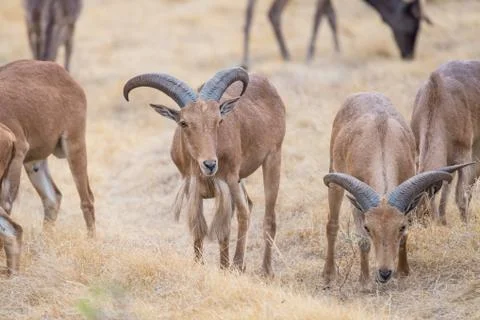 Aoudad Ram Standing Stock Photos