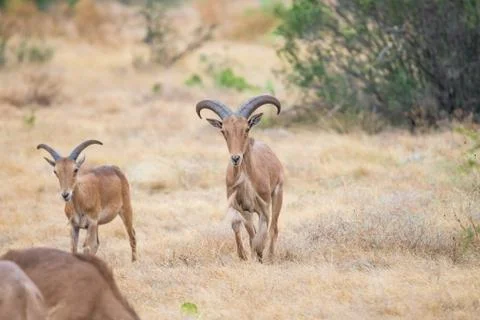 Aoudad Ram Walking Stock Photos