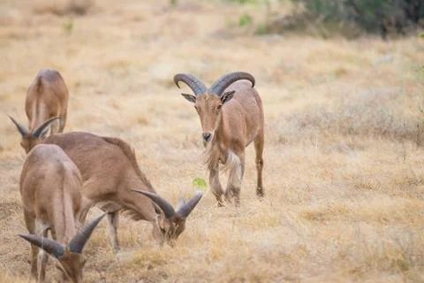 Aoudad Ram Walking Foto stock