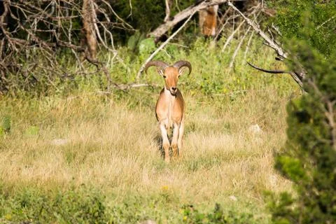 Aoudad sheep Stock Photos