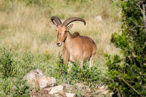 Aoudad sheep Stock Photos