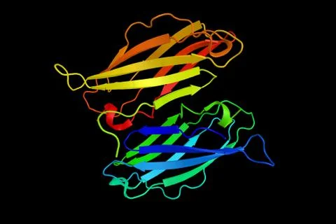 AP-1 complex subunit gamma-1, a protein which forms a heterotetrameric comp.. Illustration