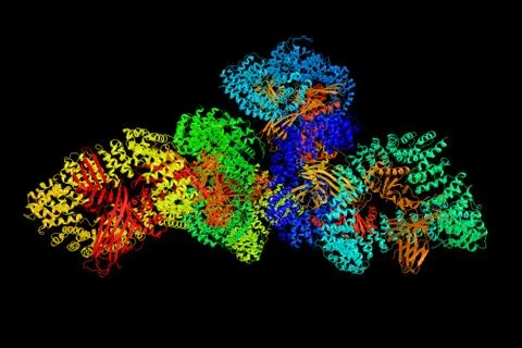 AP-1 complex subunit mu-1, the medium chain of the trans-Golgi network clat.. Illustrazione stock