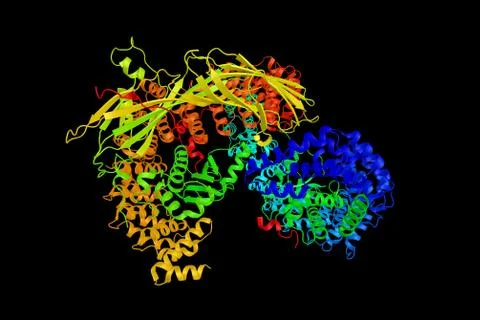 AP-1 complex subunit sigma-1A, a part of the clathrin coat assembly complex.. Illustration