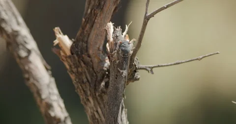 Apache Cicada Crawling in Arizona Spring Vídeo Stock 342570062