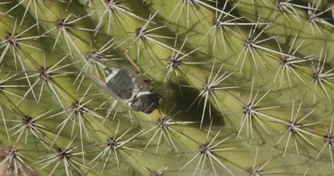 Apache Cicada Crawling on Cactus in Tucson Arizona During Summer 库存影片 337761608