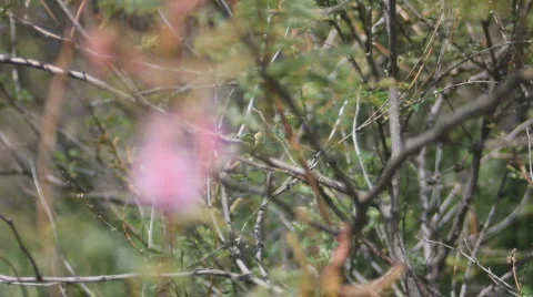 Apache Plume desert shrub flower - rack focus close up Vídeos de archivo 794496