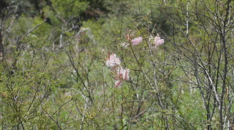 Apache Plume desert shrub flower - zoom in to close up Vídeos de archivo 794507