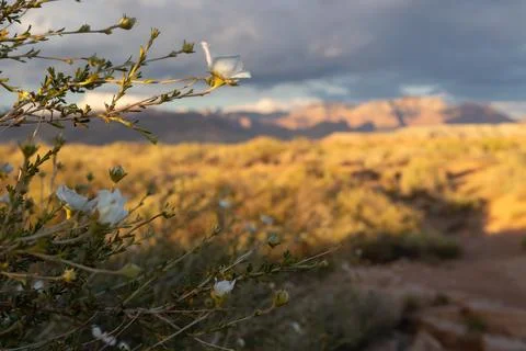 Apache Plume flowers bloom in the desert of Southern Ut USA Stock Photos