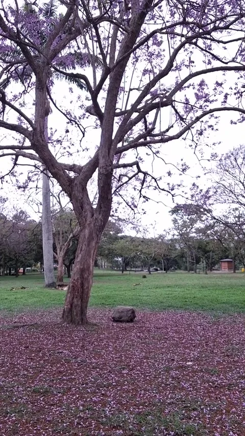 Apamate Tree Bloom Stock Footage 309347994