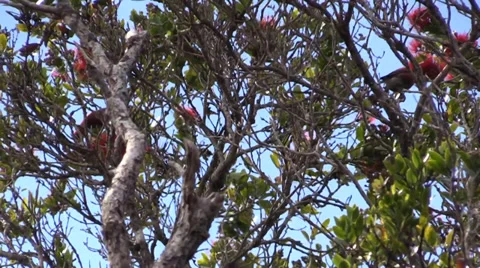 Apapane, Honeycreeper Stock Footage 35175591