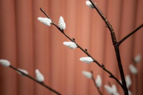 Apartment decoration, decorative willow branches on a red-brown background in Stock-Fotos