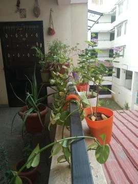 ApartmentPlants Foto stock