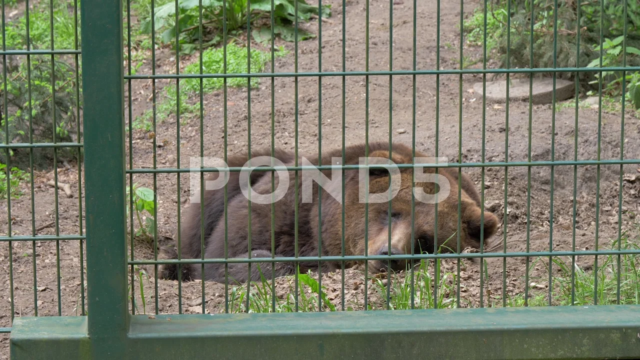 Apathetic, sad brown bear at zoo. Wild a... | Stock Video | Pond5