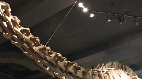 Apatosaurus Dinosaur Skeleton Stock Footage 169398265