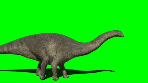 Apatosaurus Walking on Green Screen 01 Stock Footage 221561054