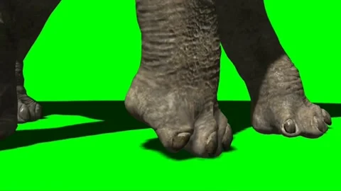 Apatosaurus Walking on Green Screen 02 Stock Footage 221561109