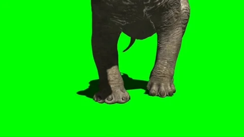 Apatosaurus Walking on Green Screen 03 Stock Footage 221561053