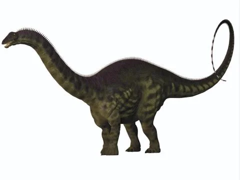 Apatosaurus on white Stock Illustration