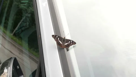 The apatura iris butterfly sits on the car window. Stock Footage