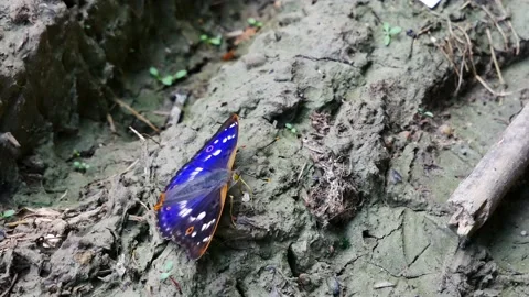 Apatura iris drinks moisture from the mud. 動画素材 164116543