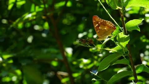 Apatura iris sits on a tree leaf and flies away. Stock-Footage 156949293