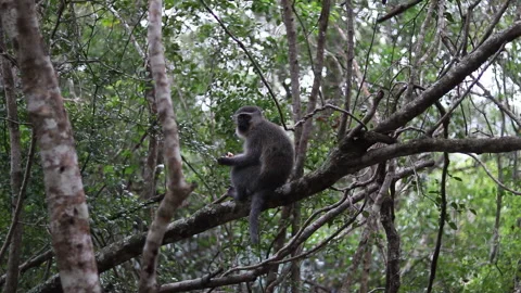 Ape at camp Stock Footage 199210411