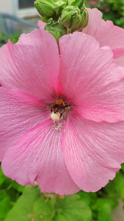 Ape che impollina Видео 159442839