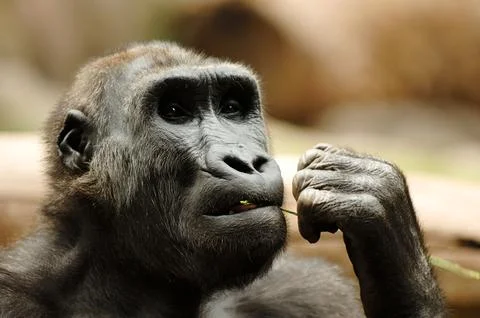 Ape eating grass Stock Photos