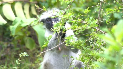 Ape is eating leafs Video stock 106258456