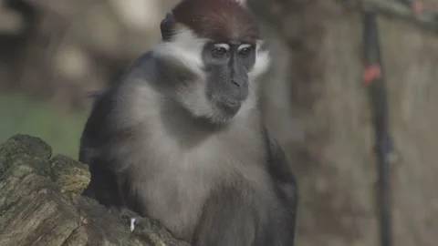 Ape Eating Nuts Stock Footage 195244296