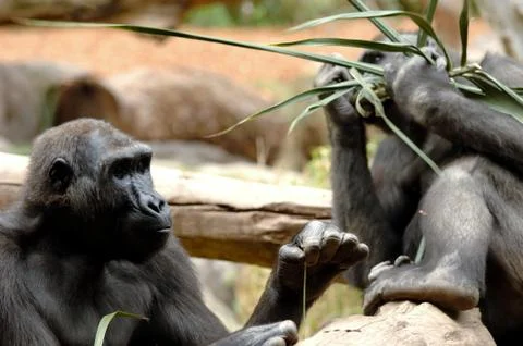 Ape eating Stock Photos