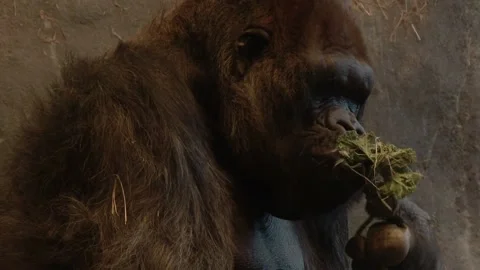 Ape eating straw Stock Footage 237508646