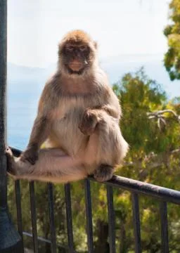 Ape in Gibraltar 스톡 사진