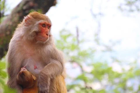 Ape looking intently at the camera with brown eyes Stock Photos