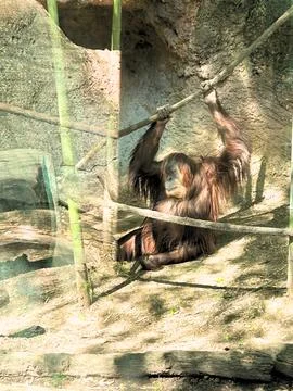 Ape Man Stock Photos