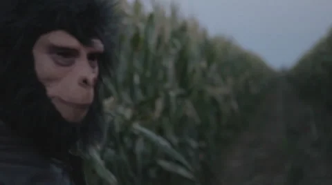 Ape Man Walking Through a Cornfield #3 Stock Footage 58122417