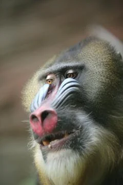 Ape Mandrill Stock Photos