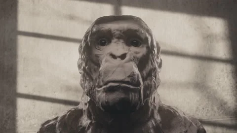 Ape or primitive man head sculpture. High quality black and white 4k footage Stock Footage 153459503