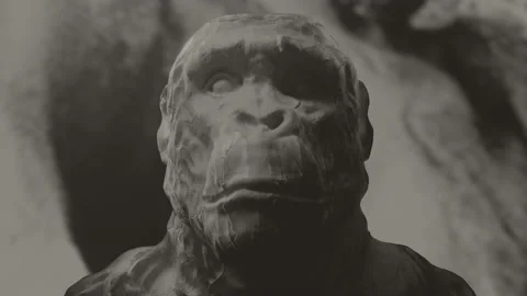 Ape or primitive, Neanderthal man head sculpture. Stock Footage 153545847