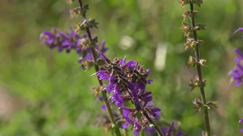 Ape prende il polline Stock Footage 167496633