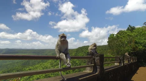 Ape in the rainforest, Mauritius Stock Footage 68612624