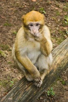 Ape sitting in Affenberg Monkey hill Salem Stock Photos