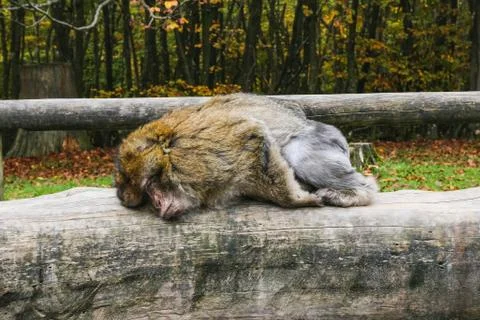 Ape sitting in Affenberg Monkey hill Salem Stock Photos
