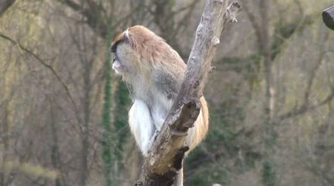 Ape sitting and relaxing Stock Footage 46319674