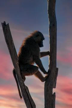 Ape  sitting on a tree alone. Background sunset . Stock Photos