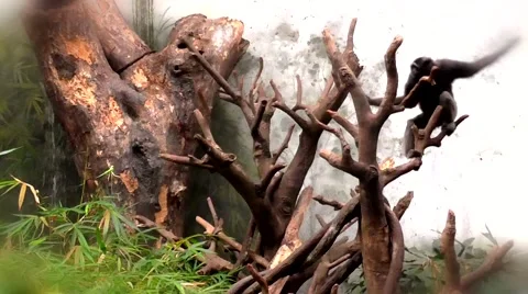 Ape Swinging on Branches 動画素材 40271302